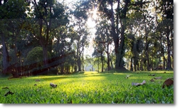 Gr�nfl�che in Chiang Mai